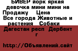 БИВЕР йорк яркая девочка мини мини на Продажу! › Цена ­ 45 000 - Все города Животные и растения » Собаки   . Дагестан респ.,Дербент г.